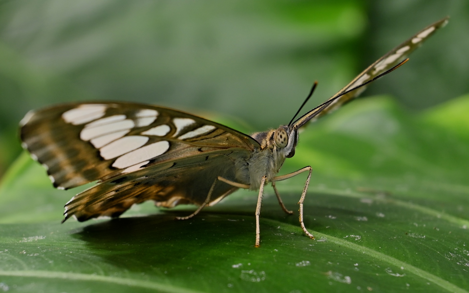 An extreme upclose image of a butterfly showing its individual hairs.